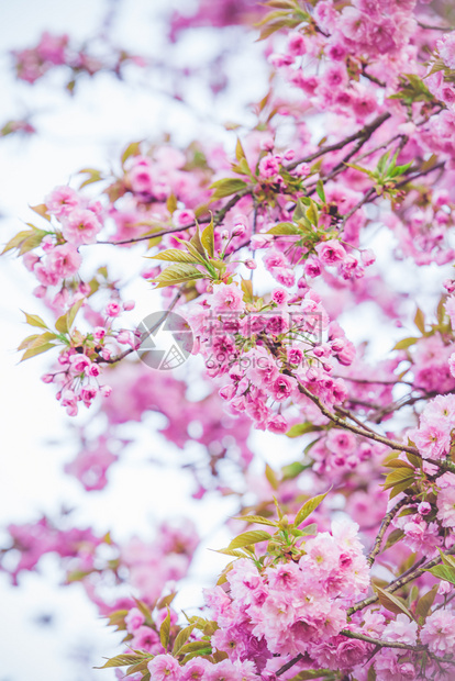 美丽的自然场景盛开的树春花天图片