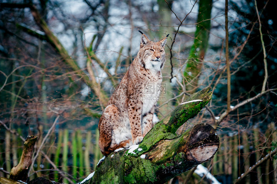 Lynx欧亚野猫图片