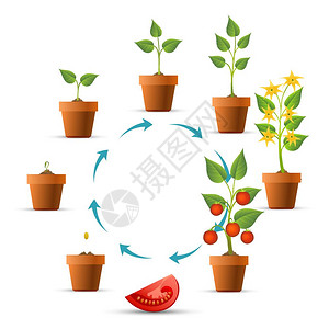 番茄植物生长阶段番茄周期种子和芽树叶番茄生长阶段图片