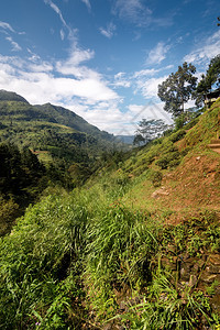 斯里兰卡地貌景观与山区的象图片