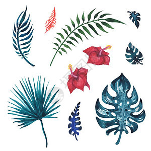 热带棕榈叶水彩色插图一套棕榈叶手画水彩图图片