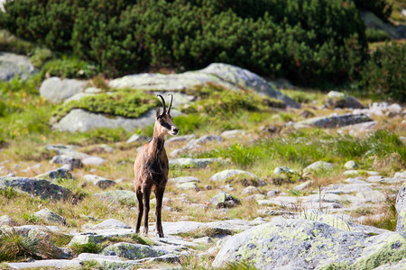 山羊山坡坡图片