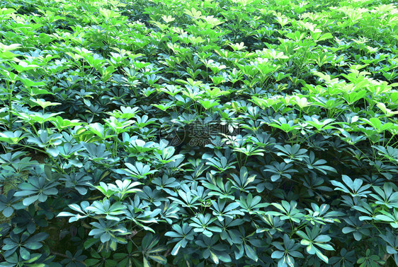 绿红植物背景关闭自然树丛图片