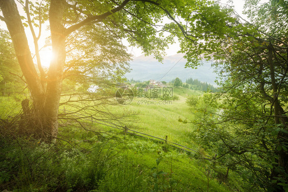 绿色夏林晨光阳树景观图片