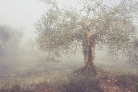 希腊的橄榄树花园阳光明媚的春雾图片