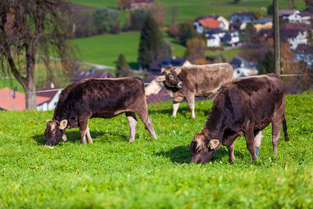 牛在夏天的牧场上牛在田野里图片