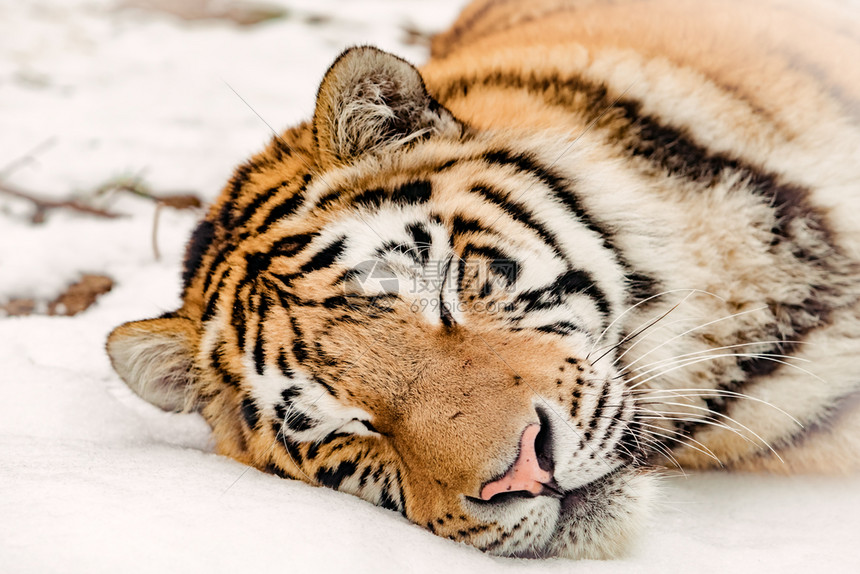 冬天老虎的肖像图片