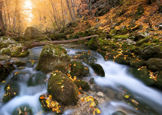 秋叶木和河水大自然的构成秋叶木图片