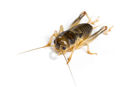 蟋蟀和小竹筐白背景板球图像昆虫动物背景