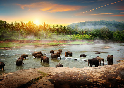 斯里兰卡丛林河大象群斯里兰卡大象群图片