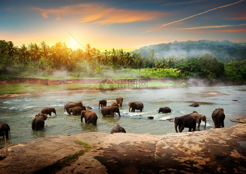 斯里兰卡丛林河大象群斯里兰卡大象群图片