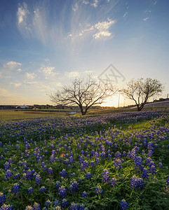 德克萨斯州欧文的蓝邦花田图片