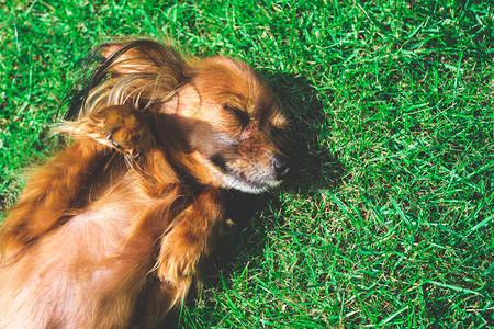 躺在绿草上微笑的狗图片