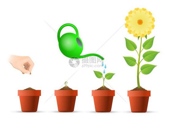 植物生长阶段图解图片