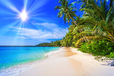 热带海滩和椰子棕榈天堂般的热带岛屿海滩景观图片