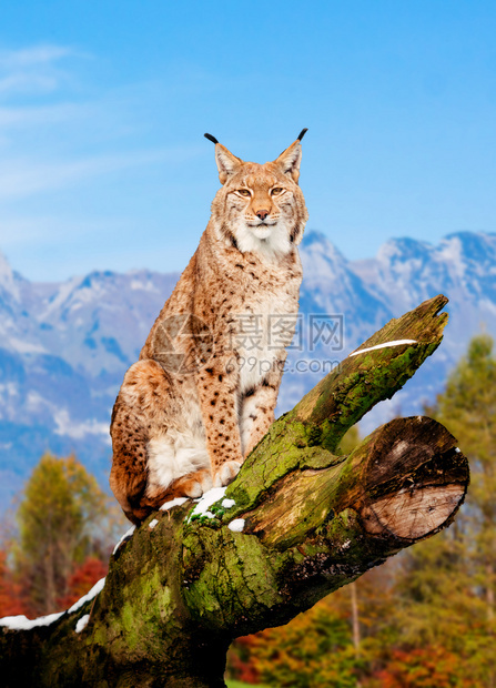 Lynx欧亚野猫图片