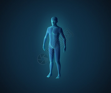 男肌肉系统的解剖蓝色人类有线框架全息图3d插蓝色人类有线框架全息图图片