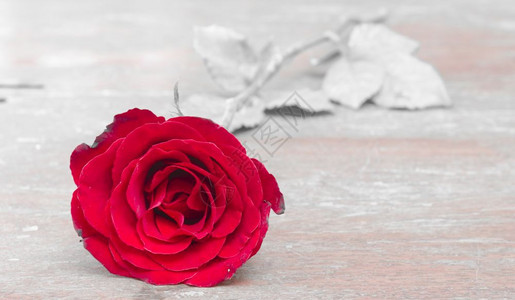 白色背景单调的红玫瑰用于Valentin节日图片
