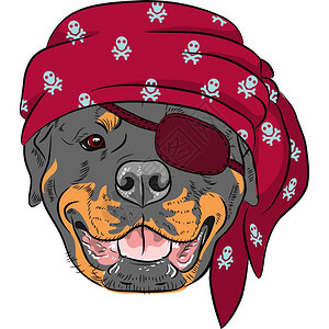 矢量犬罗韦勒海盗穿红色带宽和眼罩图片