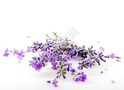 在白色背景上分离的紫色花朵图片