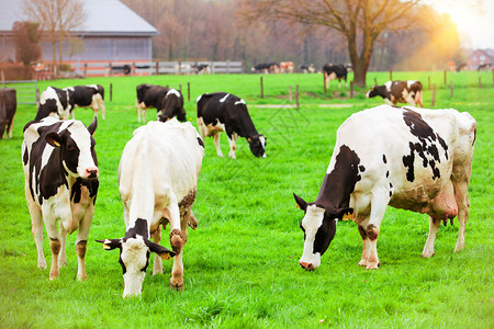 绿草地上的牛群图片