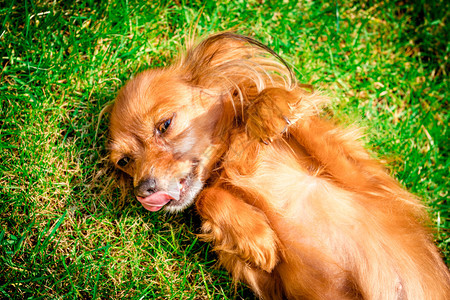 快乐的狗像躺在草地里一样图片