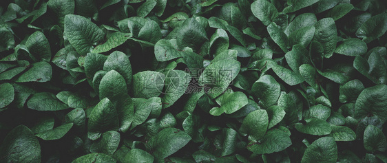 绿叶纹理热带树叶图片