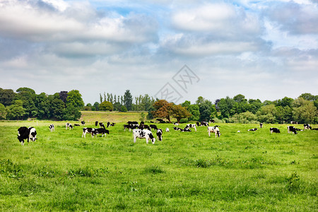 奶牛在大片农场牧放奶牛在开阔的农场草地放牧图片