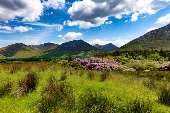 爱尔兰欧洲高绿色草和山丘拥有绿草和山丘的爱尔兰农村图片