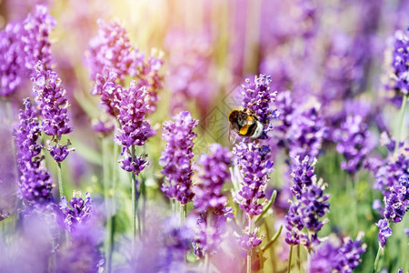 蜜蜂授粉熏衣草花田温暖的阳光图片