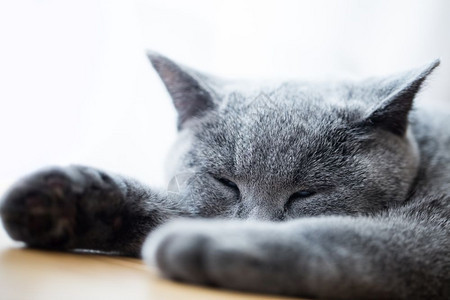 睡在木地板上的可爱小猫英国短发蓝灰皮毛英国短发图片