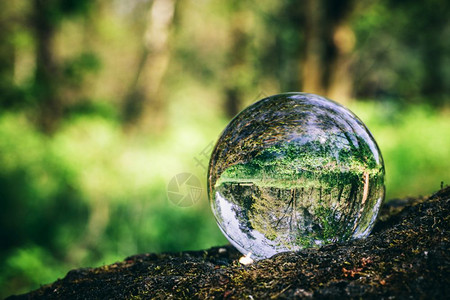 水晶球站在树干上代表森林环境保护地球日图片
