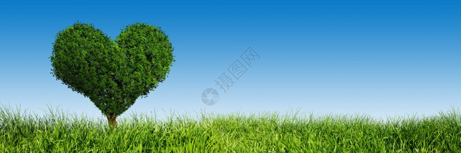 绿色草原上的心形树全景横幅爱情符号人节的概念图片