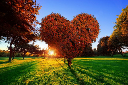 心形树公园里有红叶爱情符号人节的概念图片
