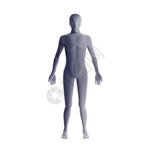 男肌肉系统的解剖男肌肉系统全息图男肌肉系统的全息图未来技术概念的人工智能图片