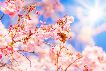 春樱花粉红色苏库拉图片