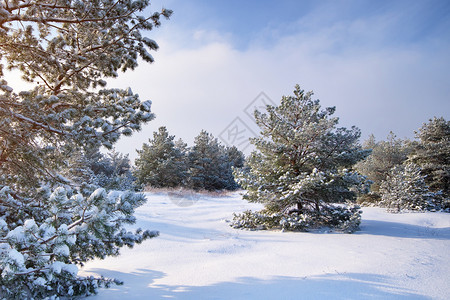 冬季风景自然构成图片