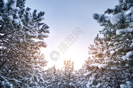 滑雪的枝自然构成雪枝图片