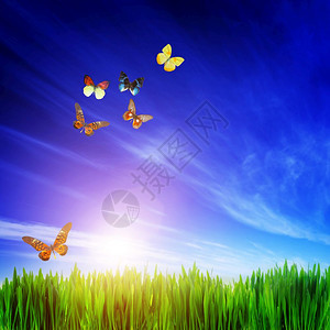 新鲜绿草飞蝴蝶群和蓝天空的高清晰度图像春天夏季概念多彩的真蝴蝶如果需要广场的构成对作物有利图片