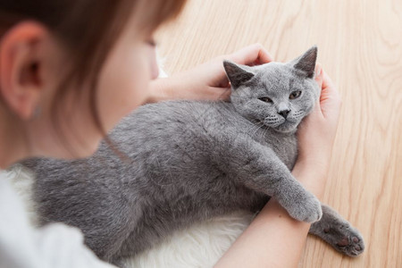 英国短发小猫用蓝色灰毛皮女人用她的车英国短发小猫用蓝色灰毛图片