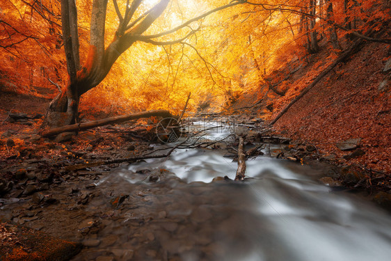 美国斯莫基山家公园秋木树林山上有黄色树叶和小溪图片