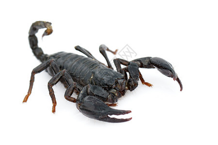皇帝蝎子Pandinusundererator在白色背景的图像昆虫动物图片