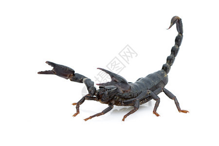 皇帝蝎子Pandinusundererator在白色背景的图像昆虫动物图片