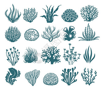 黑珊瑚海柳海藻和珊瑚环影白底海水下黑植物和白上孤立的矢量水藻图海和珊瑚环影背景