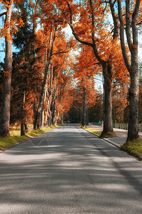 城市公园的秋金美丽黄树和空巷子背景图片