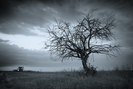 孤独死去的树艺术本图片