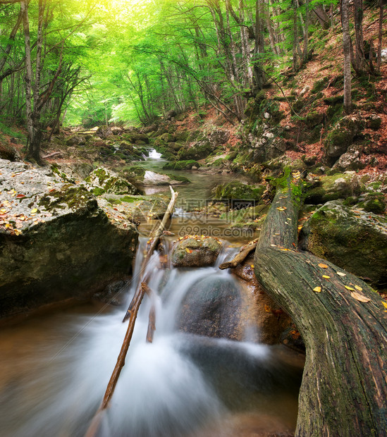 森林的河流动自然构成图片