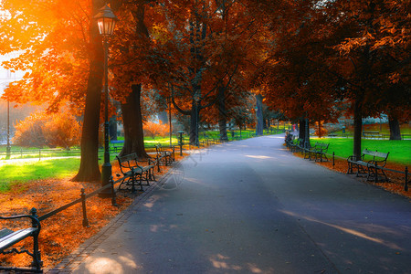 城市公园的秋金美丽黄树和空巷子图片