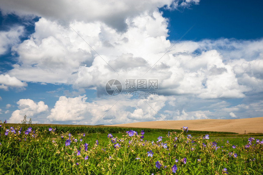 绿色玉米田和蓝天空图片