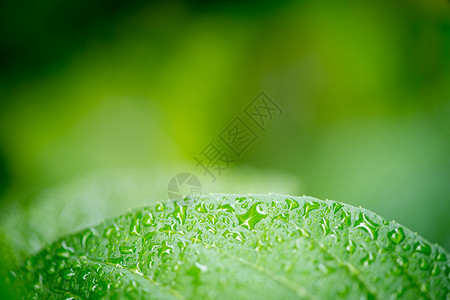绿叶加上水滴图片